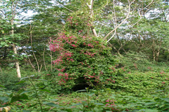Antigonon leptopus